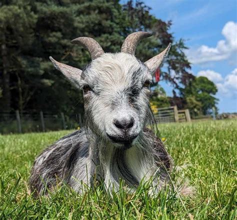 give a goat in africa|Adopt.